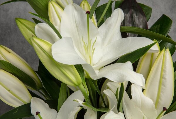 Oriental Lily Arrangement