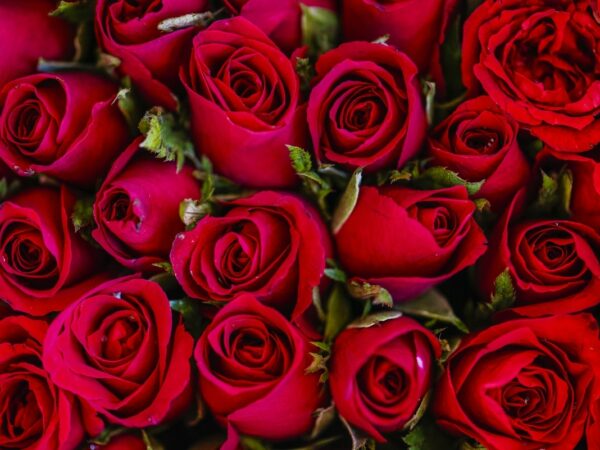 Stunning Red Rose Bouquet